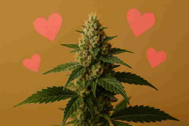 Close-up of a cannabis bud with trichomes against a warm golden background, surrounded by three glowing pink hearts.