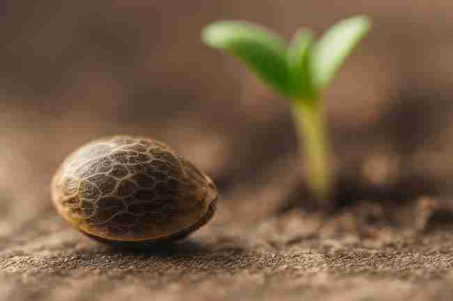 Close-up of a cannabis seed in soil with a young seedling sprouting in the background