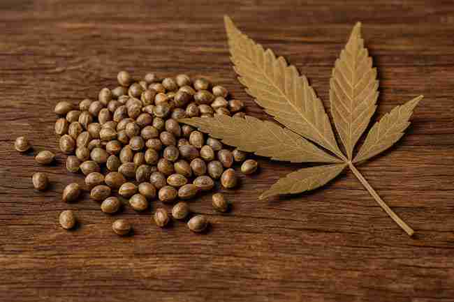Pile of cannabis seeds with a dried leaf on rustic wooden surface in Canada