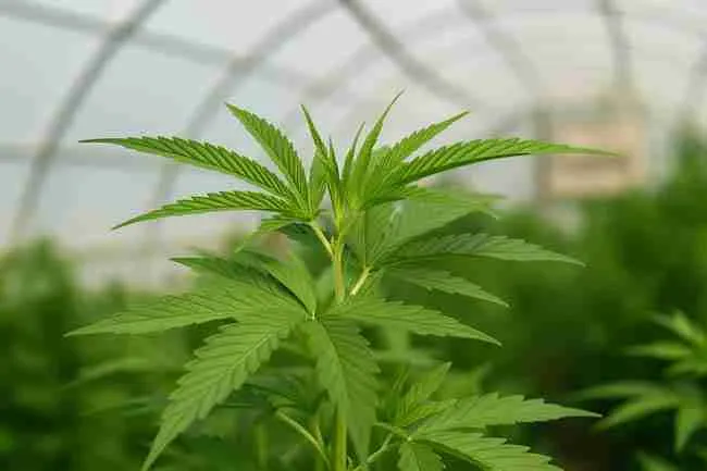 Close-up of a vibrant cannabis plant growing inside a greenhouse, showcasing healthy serrated leaves and sturdy stem to illustrate prevention of root rot in Cannabis.