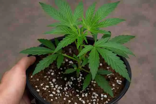 Healthy cannabis plant in a black pot with perlite-mixed soil, supported by a hand, illustrating strong growth after effective root rot in Cannabis treatment.