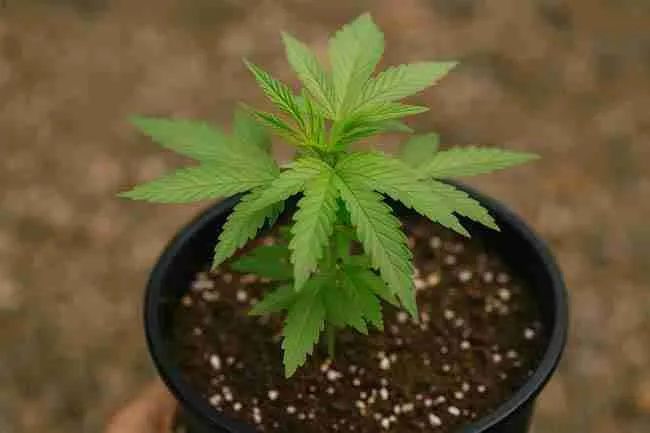 Healthy cannabis plant in a black pot with perlite-rich soil, viewed from above, illustrating strong growth and proper conditions to avoid root rot in Cannabis.
