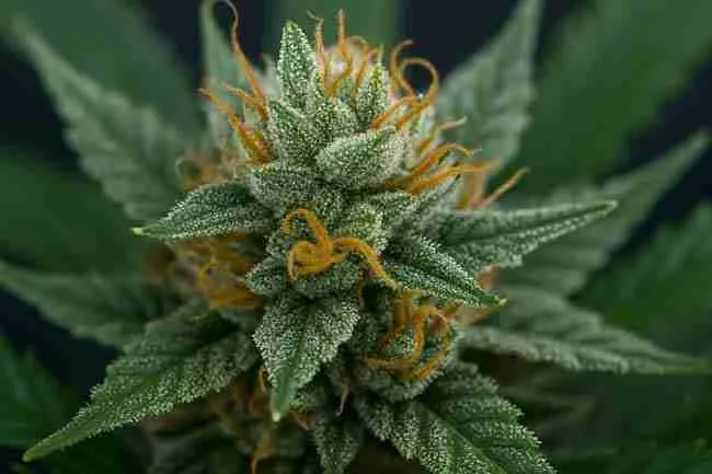 macro of dense cannabis bud showing trichome-covered bracts and orange pistils where cannabinoids are concentrated.