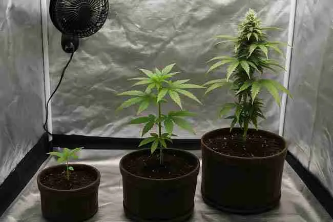 Small 2x2 tent grow setup with cannabis plants at seedling, vegetative, and flowering stages under LED light with fan.