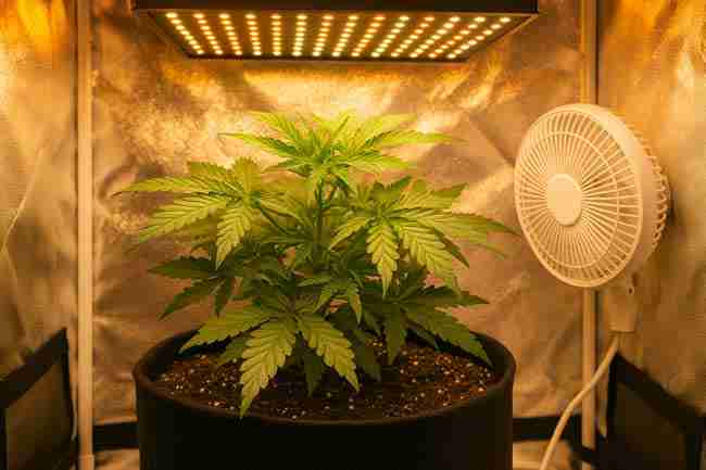 Cannabis plant in a fabric pot under LED light with fan circulation, showing healthy growth from proper feeding and watering.