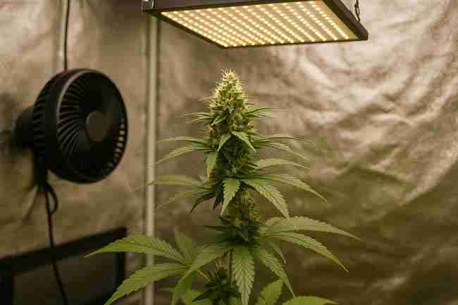 Flowering cannabis plant with dense buds under LED light and fan inside a small reflective grow tent, ready for harvest.