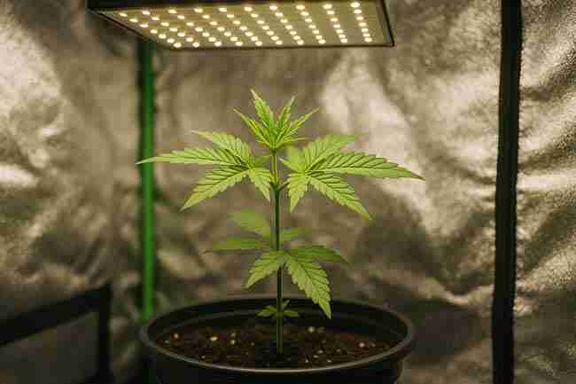 Young cannabis plant in a fabric pot under LED light, representing the balance of advantages and challenges of micro-grows.