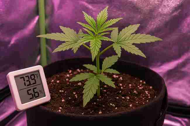 Young cannabis plant in a fabric pot with digital hygrometer showing 73.9°F and 56% humidity inside a grow tent.