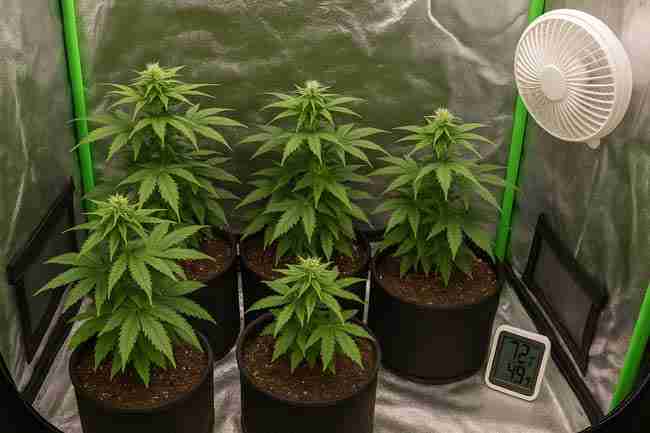 Multiple cannabis plants in fabric pots inside a grow tent with fan and hygrometer, symbolizing common grower questions.
