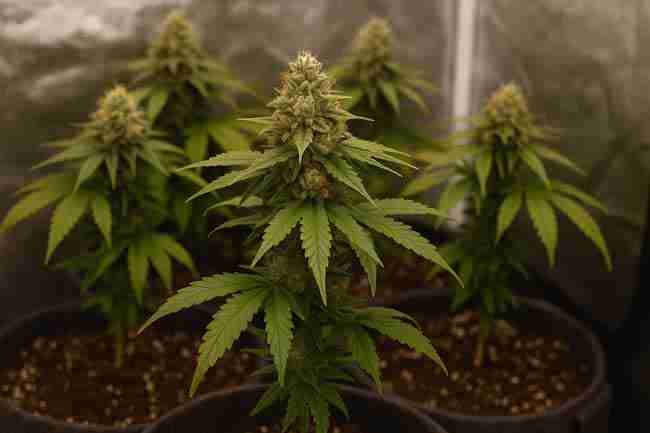 Mature cannabis plants with dense buds thriving in small fabric pots inside a compact tent, symbolizing micro-grow success.