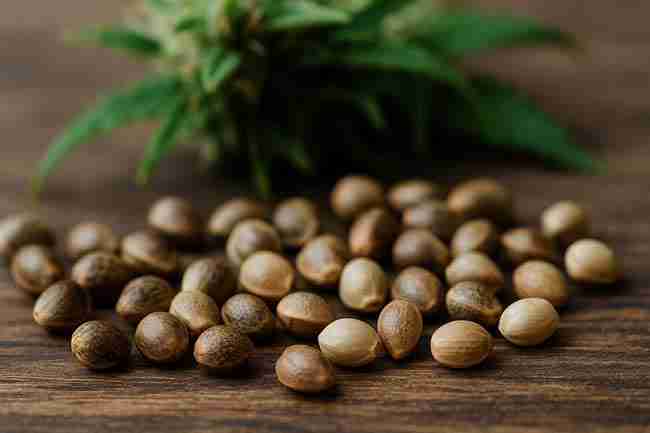 Bold close-up of Dark Marijuana Seeds spread across wood with cannabis plant in background, symbolizing seed color myths and feminization debates.