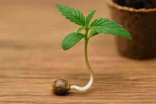 Bold close-up of a cannabis seed sprouting into a seedling, showing Dark Marijuana Seeds transitioning into healthy plant growth.