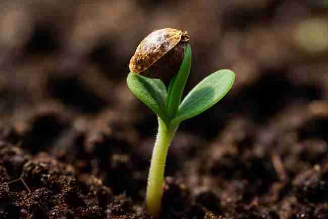 Bold close-up of a cannabis seedling emerging from soil with seed shell still attached, representing the growth potential of Dark Marijuana Seeds.