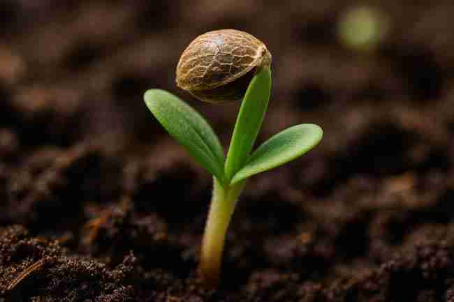 Bold close-up of a cannabis seedling emerging from soil with cracked seed coat, symbolizing new life and the truth about Dark Marijuana Seeds.