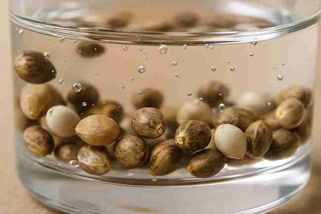 Horizontal close-up photo of cannabis seeds floating and sinking in clear water inside a glass, showing how to test cannabis seed viability.