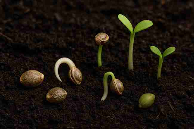 Horizontal photo of cannabis seeds and seedlings in different germination stages on dark soil, highlighting growth potential and seed viability.