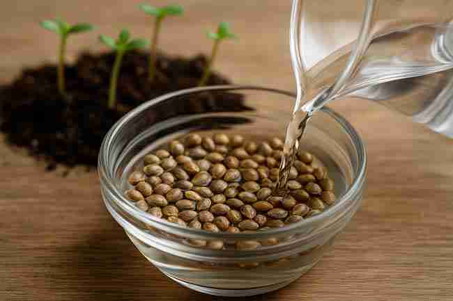 Horizontal photo of cannabis seeds in a glass bowl with water being poured over them, seedlings in background, demonstrating float test for seed viability.