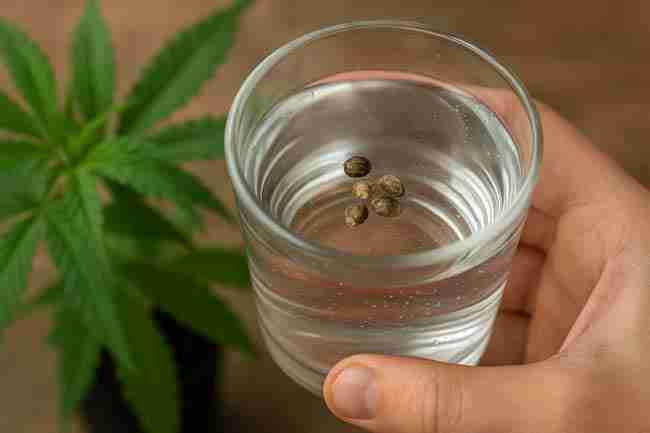 Horizontal close-up photo of cannabis seeds floating in a glass of water held by a hand, with a cannabis plant blurred in the background for seed viability testing.