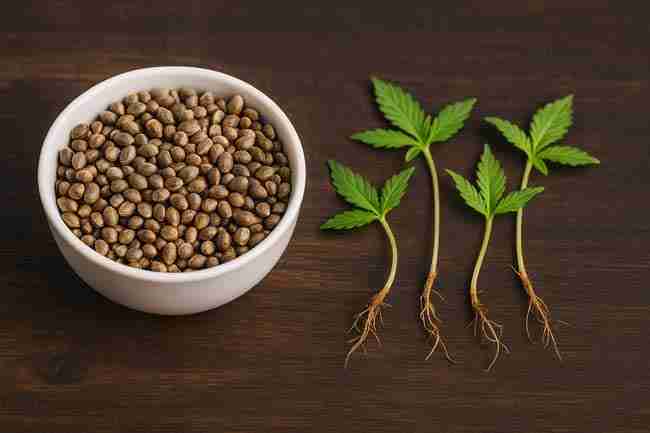 Horizontal photo of a white bowl filled with cannabis seeds beside young cannabis seedlings with roots exposed on a wooden surface, symbolizing viability and