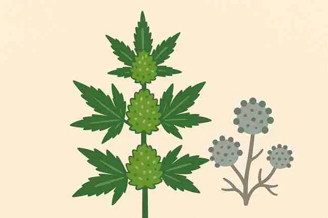 Illustration of a healthy cannabis plant with buds contrasted against mold spores, representing strain selection for mold resistance.