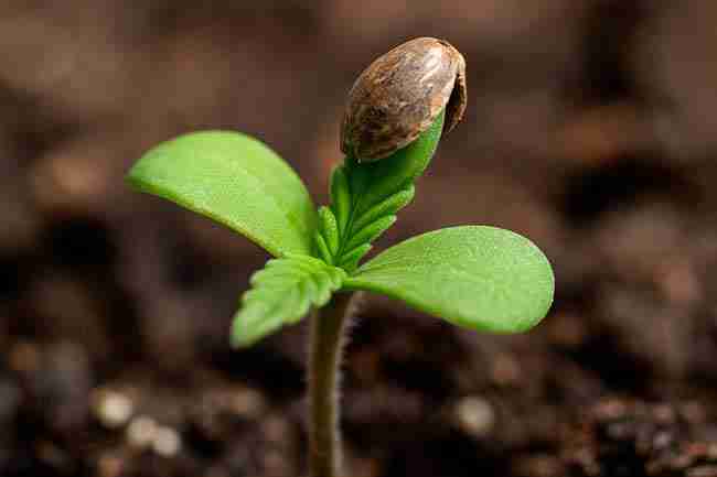 Warm compress softening a Marijuana Seed Hull Stuck before gentle removal