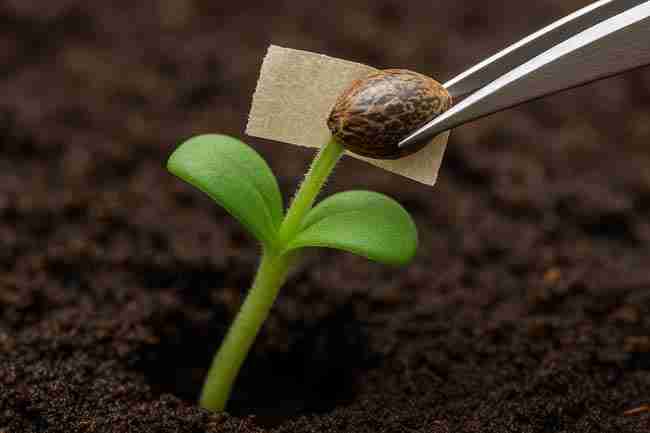 Essential tools for fixing Marijuana Seed Hull Stuck without damaging seedlings