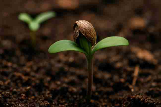 Recovered cannabis seedling after resolving Marijuana Seed Hull Stuck problem