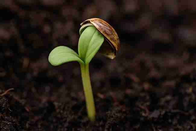 Side-by-side comparison of Marijuana Seed Hull Stuck seedling and healthy seedling after hull removal