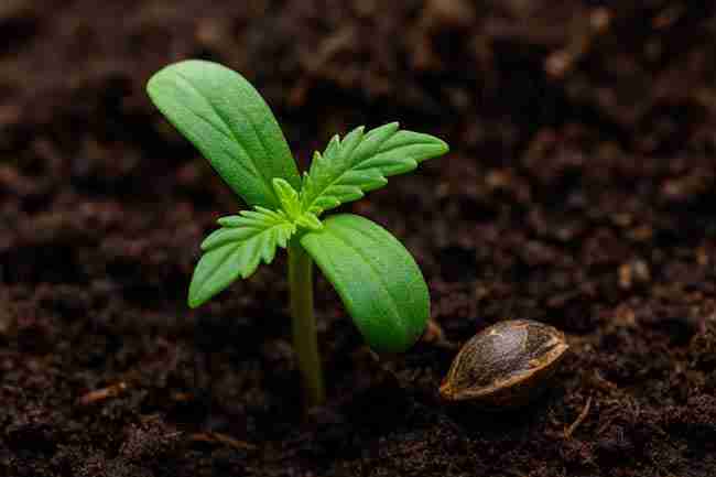 Healthy cannabis seedling after successful Marijuana Seed Hull Stuck removal with empty hull nearby