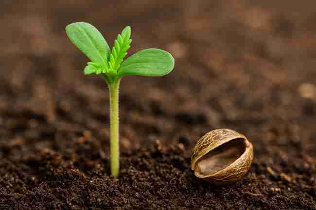 Cannabis seedling thriving after Marijuana Seed Hull Stuck removal with empty shell nearby