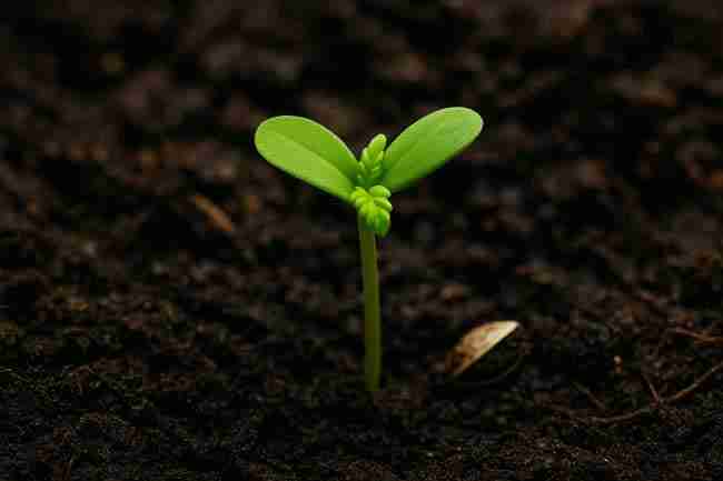 Healthy cannabis seedling in soil representing tools and environment for Marijuana Seed Hull Stuck rescue