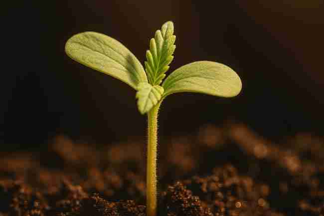 Cannabis seedling recovering with true leaves after Marijuana Seed Hull Stuck removal