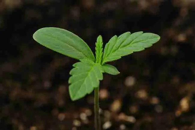 Cannabis seedling growing strongly after preventing Marijuana Seed Hull Stuck with proper care