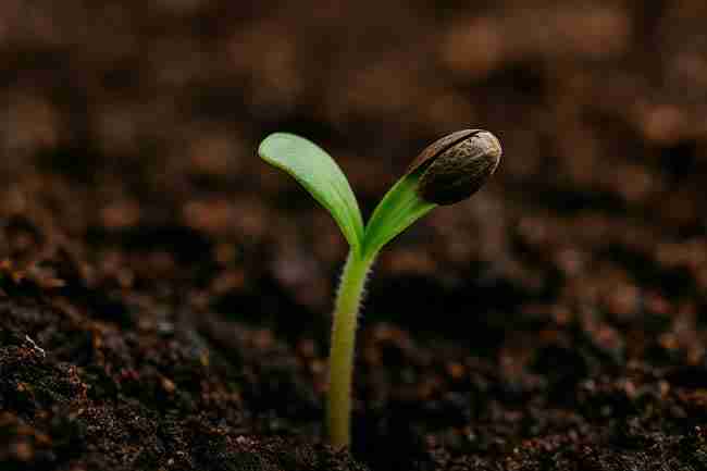 Cannabis seedling with Marijuana Seed Hull Stuck showing common grower concern explained in FAQs