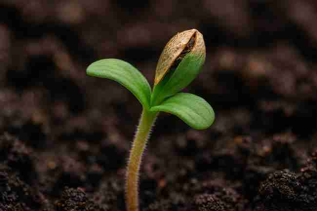 Strong cannabis seedling thriving after overcoming Marijuana Seed Hull Stuck issue