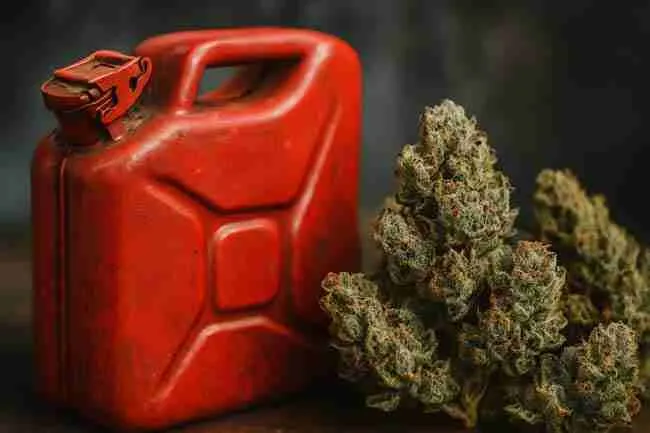ed jerry can with frosty buds — loud fuel profile and curing emphasis for gas strains