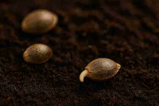 Close-up cannabis seed cracking open in dark soil with radicle emerging for cannabis seed glossary grower specifications section