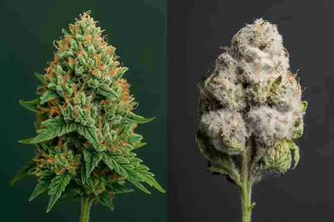 Healthy bud vs. moldy bud comparison