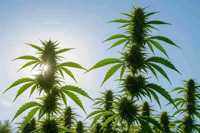 A high-resolution image of healthy cannabis plants basking in sunlight with bright green leaves, symbolizing how different climates affect the best cannabis strains.