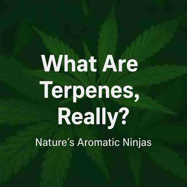 Visual representation of cannabis terpene concept with cannabis leaves and text emphasizing their role as nature’s aromatic ninjas.