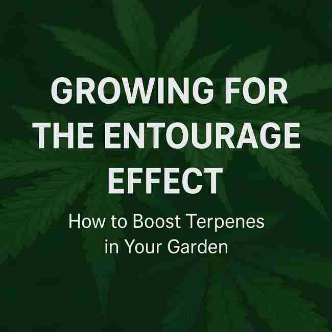 Educational cannabis grower visual showing how to boost terpenes for the Entourage Effect using lush garden imagery and cultivation themes.
