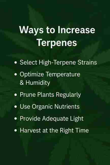 Instructional graphic listing six key ways to increase terpenes in cannabis plants for enhancing the Entourage Effect, with green cannabis leaf backdrop.