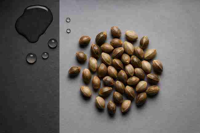 Cannabis seeds scattered near water droplets, symbolizing seed storage mistakes like moisture damage.
