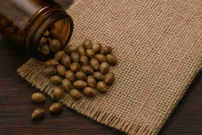 Cannabis seeds spilling from an amber glass jar onto burlap, representing proper cool and dark seed storage.