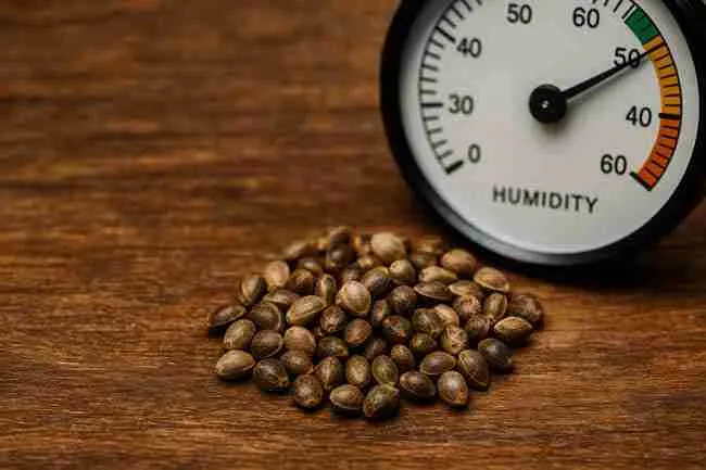Cannabis seeds placed beside a hygrometer, highlighting seed storage mistakes caused by excess moisture and humidity.