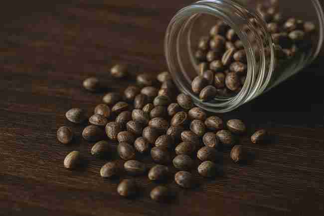 Cannabis seeds spilling from a glass jar, symbolizing seed storage mistakes caused by unstable fridge door placement.