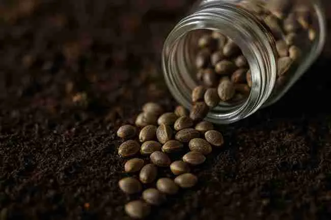 cannabis seeds spilling from a glass jar onto soil, symbolizing seed storage mistakes when freezing seeds without proper drying.