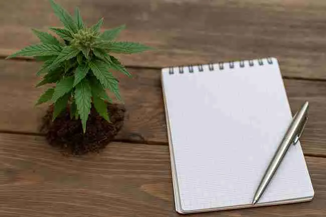 Cannabis plant with notebook and pen nearby, symbolizing seed storage mistakes of using paper bags in damp basement environments.