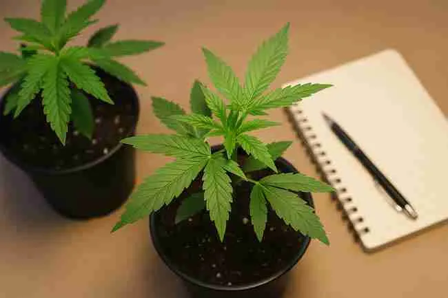 Cannabis plants beside a notebook and pen, symbolizing the importance of labeling and dating seeds to avoid storage mistakes.