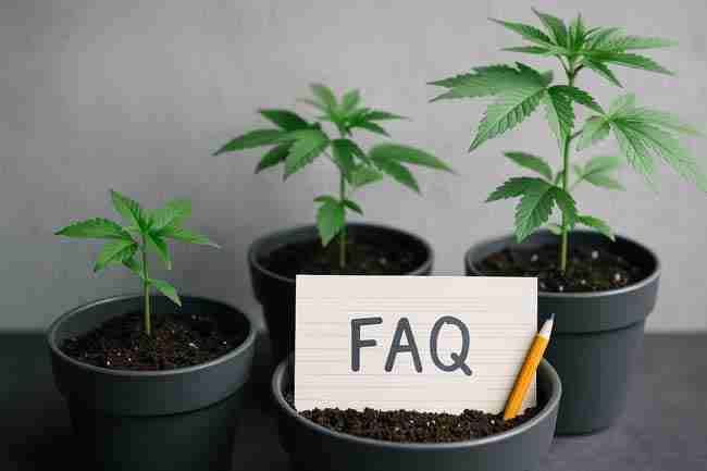 Cannabis seedlings growing in pots, symbolizing the importance of handling seeds with dry hands or tools to avoid storage mistakes.